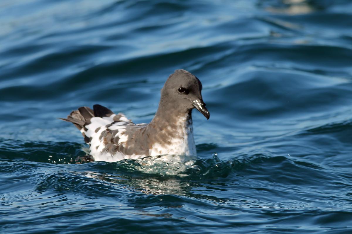 Cape Petrel (Daption capense)